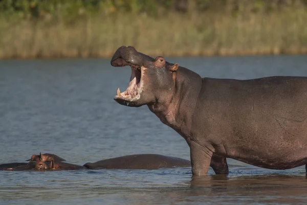 Hippopotamus Kruger Nemzeti Park Afrika — Stock Fotó