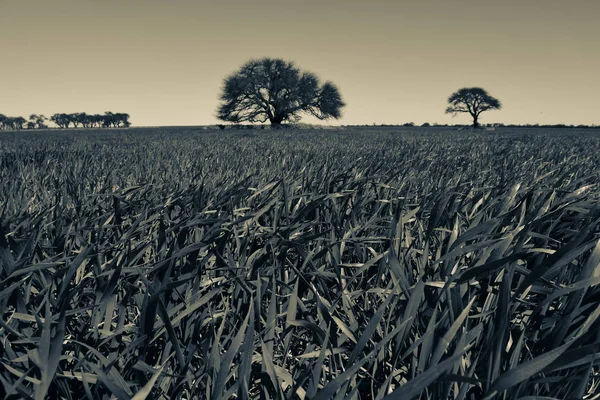 Calden Drzewa Krajobraz Pampa Argentyna — Zdjęcie stockowe