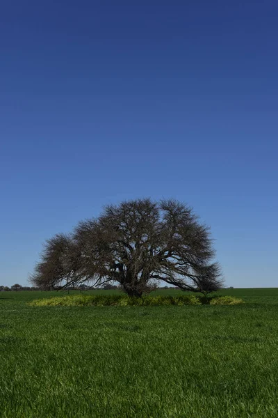 考尔德树景观 南美大草原 阿根廷 — 图库照片