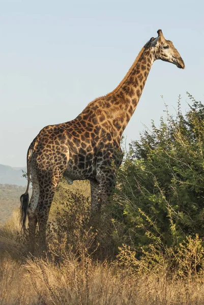 Vista Panorâmica Girafa Parque Nacional Kruger — Fotografia de Stock