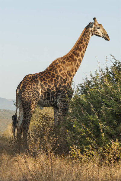 Scenic view of giraffe, Kruger National Park