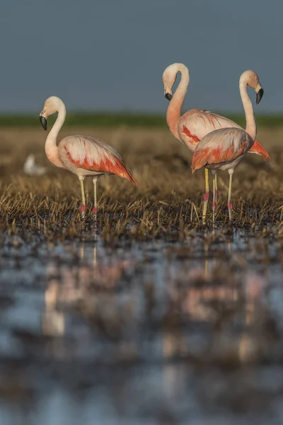 Flamingo Birds Patagonia Argentina — Stock Photo, Image