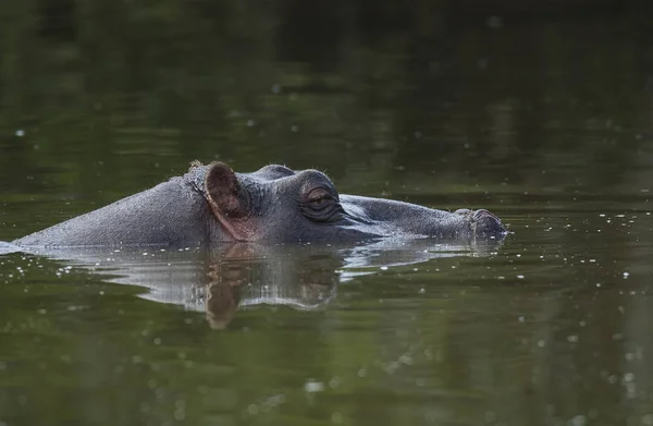 Hippopotame Africain Afrique Sud — Photo