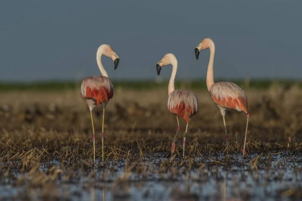 Flamants Roses Patagonie Argentine — Photo