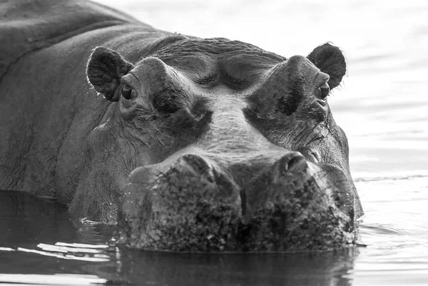 Africký Hippopotamus Jižní Afrika — Stock fotografie