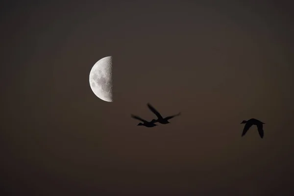 Pemandangan Burung Dan Bulan — Stok Foto