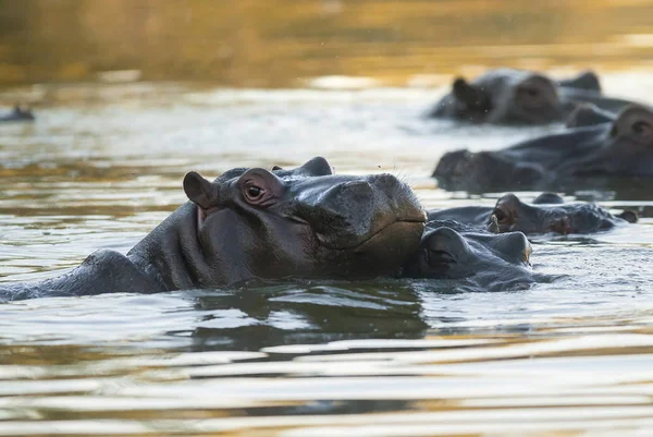 Hippopótamo Parque Nacional Kruger África — Fotografia de Stock