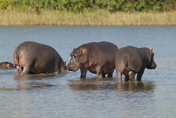 Hippopotamus Kruger National Park Africa — стокове фото