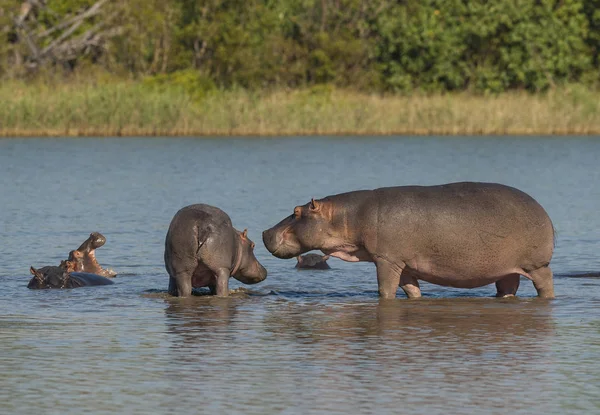 Hipopótamo Parque Nacional Kruger África — Foto de Stock