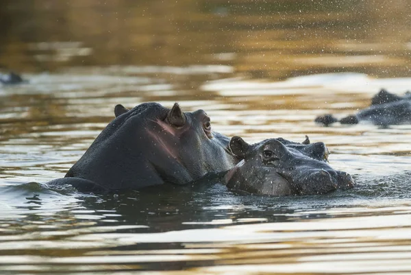 Hippopotamus Kruger Ulusal Parkı Afrika — Stok fotoğraf