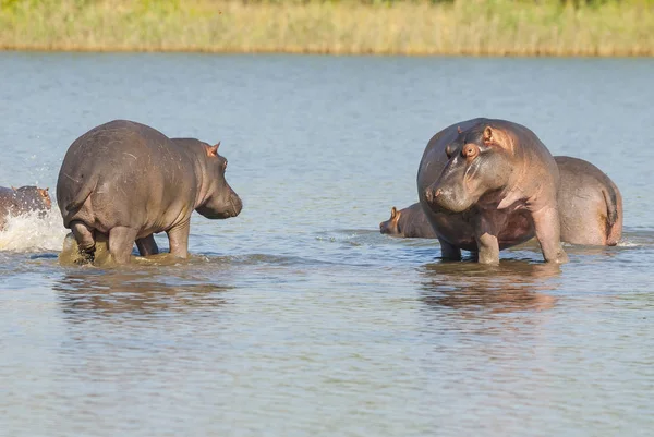 Flodhäst Kruger Nationalpark Afrika — Stockfoto