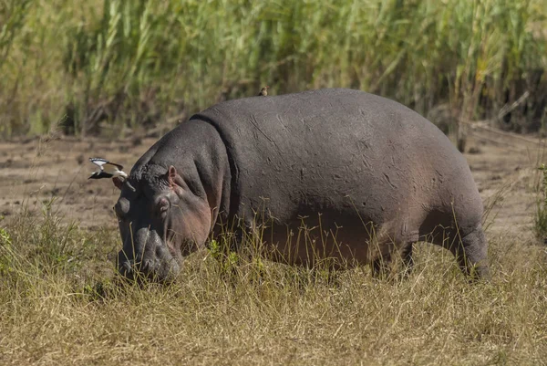 African Hippopotamus Republika Południowej Afryki — Zdjęcie stockowe