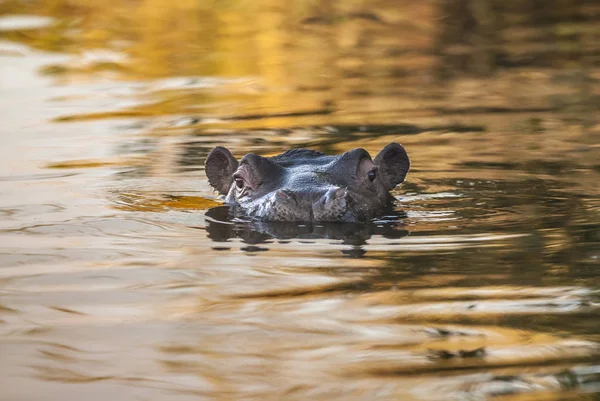 African Hippopotamus Dél Afrikai Köztársaság — Stock Fotó