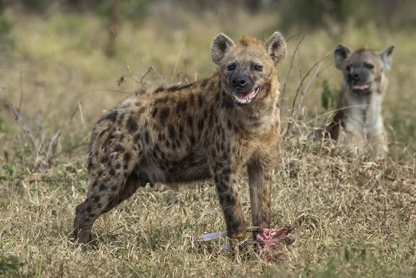 Közeli Kilátás Hiéna Táplálkozás Afrika — Stock Fotó