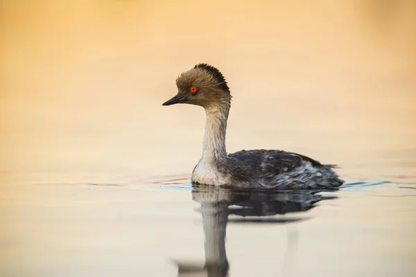 Silvery Grebe Patagonia Argentina —  Fotos de Stock