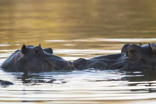 Nilpferd Kruger Nationalpark Afrika — Stockfoto