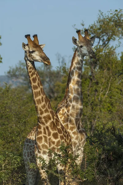 Vista Panorâmica Girafa Parque Nacional Kruger — Fotografia de Stock