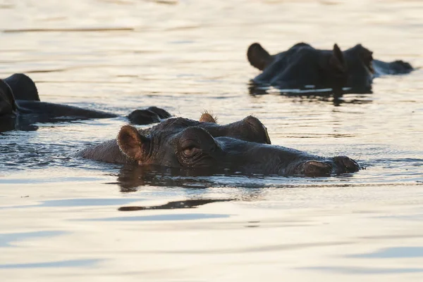 Hippopotame Parc National Kruger Afrique — Photo