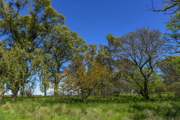 考尔德树景观 南美大草原 阿根廷 — 图库照片