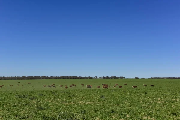 Трава Корми Корови Памби Аргентина — стокове фото