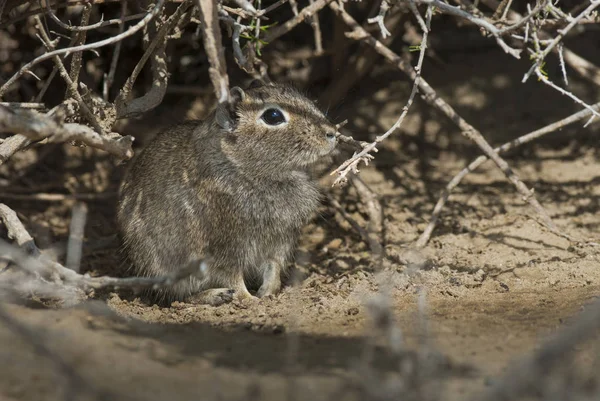 Rodent Desert Cavi Patagonia Argentina — Stock Photo, Image