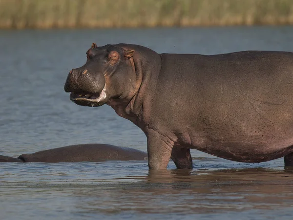 African Hippopotamus Dél Afrikai Köztársaság — Stock Fotó