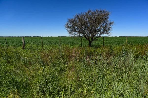 Paisagem Árvores Calden Pampa Argentina — Fotografia de Stock