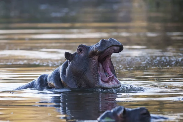 African Hippopotamus Dél Afrikai Köztársaság — Stock Fotó