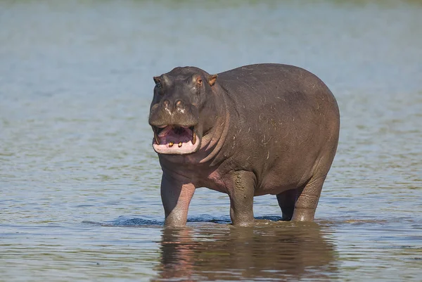 African Hippopotamus South Africa Royalty Free Stock Photos