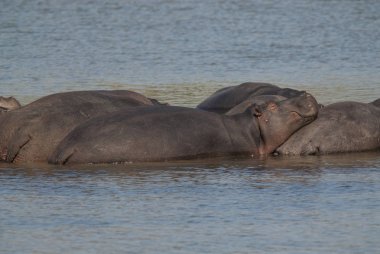 Su aygırı, Kruger National Park, Afrika oynamak