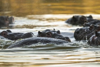 Su aygırı, Kruger National Park, Afrika oynamak
