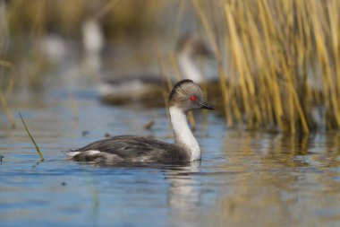 Simli batağan, Patagonia, Arjantin
