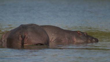 Su aygırı, Kruger National Park, Afrika oynamak