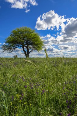 Renkli manzara, Pampa, Argentina