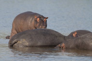 Su aygırı, Kruger National Park, Afrika oynamak