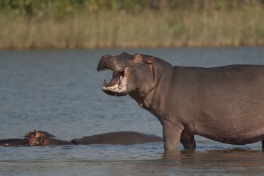 Su aygırı, Kruger National Park, Afrika oynamak