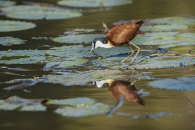 Jacana lagün üzerinde bitki örtüsü, Güney Afrika