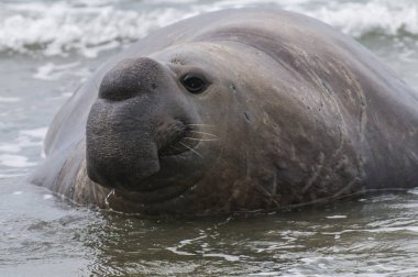 Deniz fili, Patagonya görünümünü yakın çekim