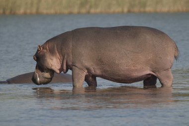 Su aygırı, Kruger National Park, Afrika oynamak