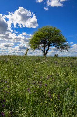 Renkli manzara, Pampa, Argentina