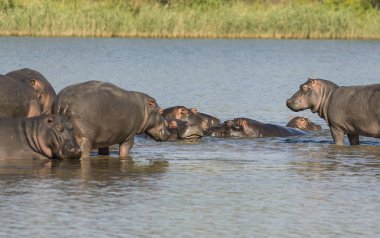 Su aygırı, Kruger National Park, Afrika oynamak