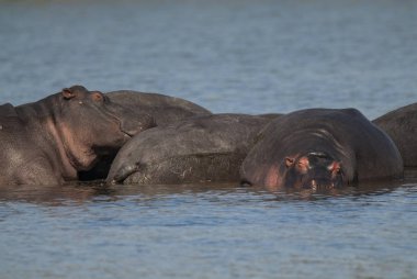 Su aygırı, Kruger National Park, Afrika oynamak