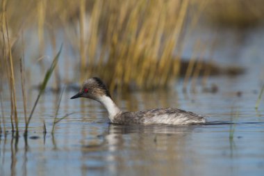 Simli batağan, Patagonia, Arjantin
