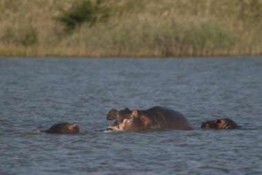 Su aygırı, Kruger National Park, Afrika oynamak