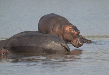 Su aygırı, Kruger National Park, Afrika oynamak
