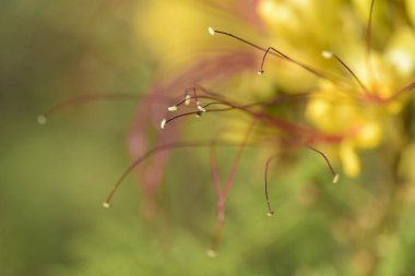 kır çiçeği Patagonia, Arjantin için