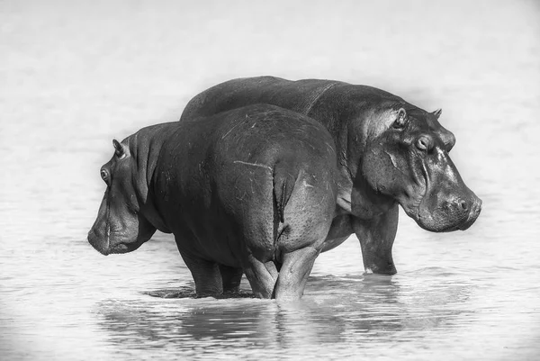 Hippopotamus Kruger Nemzeti Park Afrika — Stock Fotó