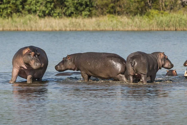 Hippopotamus Kruger Nemzeti Park Afrika — Stock Fotó