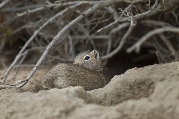 Rodent Desert Cavi Patagônia Argentina — Fotografia de Stock