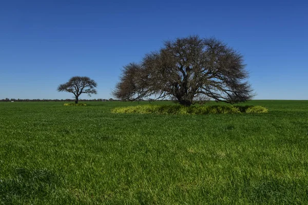 Paisagem Colorida Pampas Argentina — Fotografia de Stock